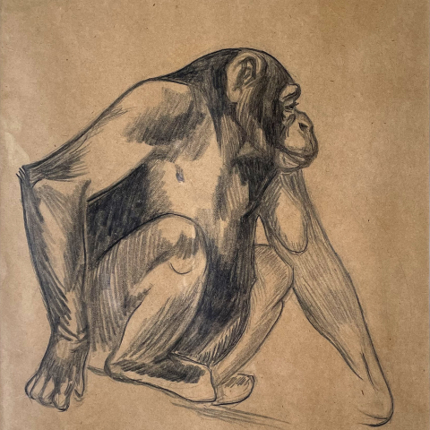 Jeune gorille acrroupi, vers 1930.